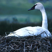 Trumpeter Swan